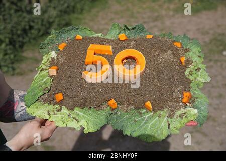 Il guardiano Lynn Wyllie tiene una torta di 50° compleanno al Blair Drummond Safari Park di Stirling mentre il parco celebra il suo 50° anniversario. Foto Stock