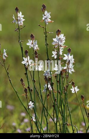 Giglio di asfodel (Asphodelus tenuifolius) in fiore, Oman, aprile Foto Stock