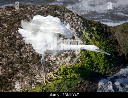 Little Egret pesca sul fiume exe Foto Stock