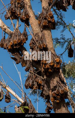 Volpi rosse (Pteropus scapulatus) che si stagliano sull'interno alberi di mogano bianco (Eucalyptus acmenoides), Atherton Tablelands, Queensland, Austra Foto Stock