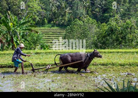 Allevatore arando risaia con bullock Jatiluwih Bali Indonesia Foto Stock