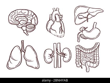 Illustrazione disegnata a mano di organi umani. Immagini mediche Illustrazione Vettoriale