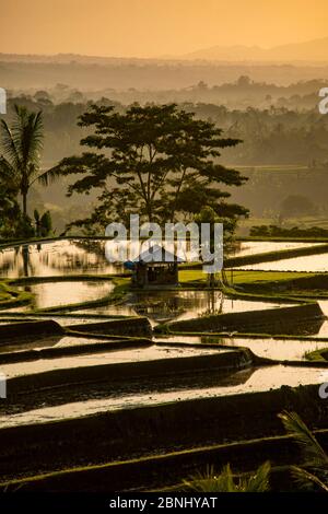 Capanna e risaie a terrazze allagate al mattino presto luce Jatiluwih Bali Indonesia Foto Stock