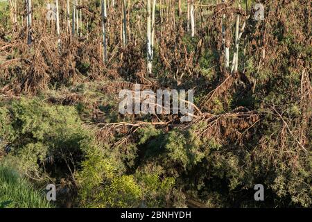 Volpi volpi rosse (Pteropus scapulatus) che si stagliano nell'entroterra alberi di mogano bianco (Eucalipto acmenoides) Atherton Tablelands, Queensland, Australi Foto Stock