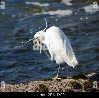 Piccolo egret alla ricerca di cibo sul fiume exe Foto Stock