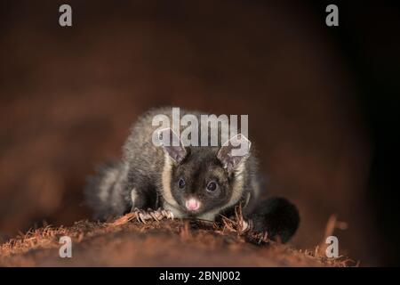 Aliante con la ribellione gialla (Petaurus australis) di notte, Atherton Tablelands, Queensland, Australia. Foto Stock