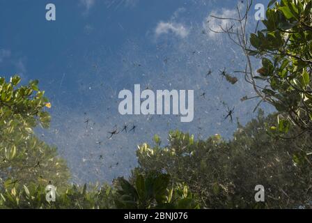 Ragno tenda (Cyrtophora molucensis) mangrovie del fiume Mowbray, Port Douglas, Queensland, Australia. Foto Stock