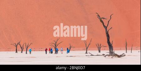 I turisti a piedi tra antichi morti Camelthorn tree (Vachellia erioloba) in Deadvlei, Sossusvlei Salina, Namib Naukluft National Park, Namibia Foto Stock