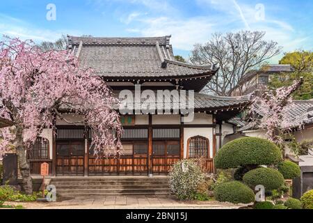 tokyo, giappone - marzo 30 2020: Vista in primavera del tempio di Seiunzenji zen dedicato alla divinità Shinto Ebisu e chiamato anche tempio di Hanami dovuto a lui Foto Stock