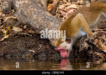 Macachi toque (Macaca sinica) bere, Parco Nazionale di Yala, Provincia del Sud, Sri Lanka. Foto Stock