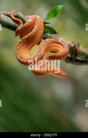 Boa di Emerald tree (Corallus batesii) giovani appesi su un ramo. Tambopata, Madre de Dios, Perù. Foto Stock