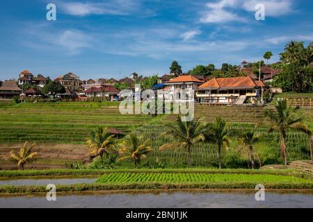 Villaggio tradizionale con terrazze di riso Jatiluwih Bali Indonesia Foto Stock