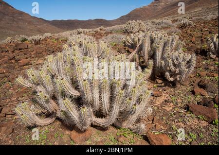 Euporbia handiensis, specie di Euphorbia in via di estinzione endemica della parte meridionale di Fuerteventura, coltivata nel suo ambiente naturale, Fuerteventura; Foto Stock