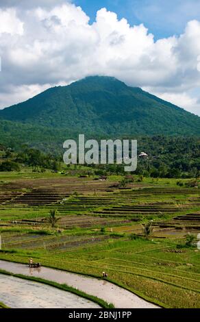 Due agricoltori che lavorano in risaie con terrazze e montagna Jatiluwih Bali Indonesia Foto Stock