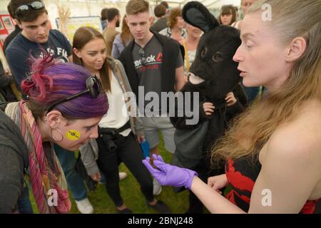 Samantha Pickering che mostra un pipistrelle comune (pipistrellus pipistrellus) ai membri del pubblico in occasione di un evento di comunicazione, Bosbastle, Cornovaglia, Regno Unito Foto Stock