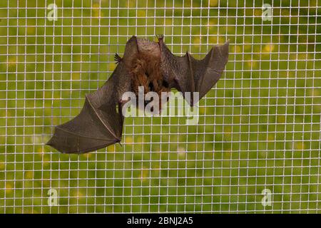 Bat whiskered (Myotis mystacinus) con un'ala danneggiata da un gatto poggiato su fili di una gabbia di volo dove il suo recupero e la capacità di volare è in fase di test Foto Stock