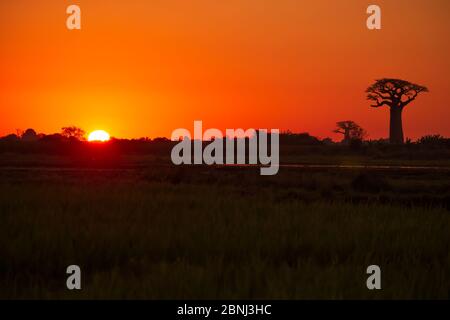 Bellissimi alberi di baobab al tramonto presso il viale di baobab in Madagascar Foto Stock