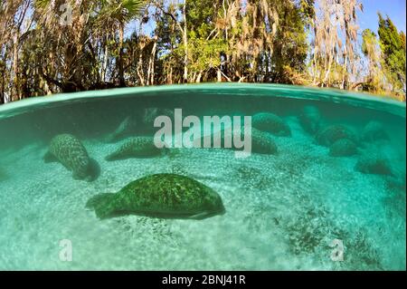 Gruppo di lamantini dell'India occidentale (Trichechus manatus latirostris) che dormono nelle sorgenti più temperate di Three Sisters Springs, Crystal River, Florida, U. Foto Stock