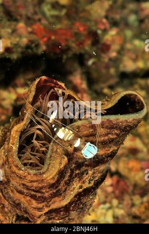 Trasparente mensal / magnifico anemone gamberetto (Periclimenes magnificus) su un tubo Anemone (Cerianthus sp) Sulu Sea, Filippine Foto Stock