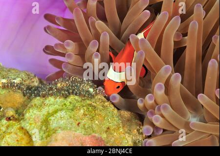 Western / Falso clown anemonefish (Amphiprion ocellaris) in un magnifico anemone marino (Heteractis magnifica) ventilando le sue uova, Sulu Sea, Philippin Foto Stock
