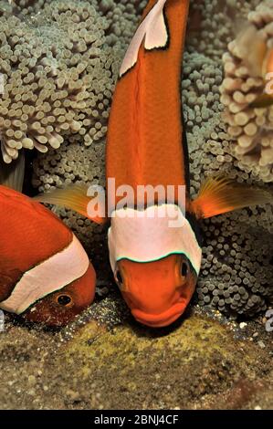 Western / Falso clown anemonefish (Amphiprion ocellaris) in un magnifico anemone marino (Heteractis magnifica) che ventila le loro uova, Sulu Sea, Philipp Foto Stock