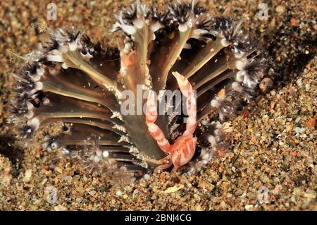 Granchio di porcellana a tre lobi/dipinto (Porcellanella triloba) in una penna marina (Pteroeides o Pennatula sp) Sulu Sea, Filippine Foto Stock