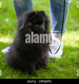 spitz nero pommeriano su sfondo di erba verde. Foto Stock