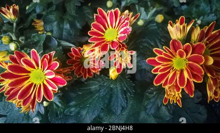 Crisantemi a strisce rosse e gialle, primo piano Foto Stock