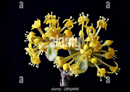 Fiore di un macro shot di Cornus (Cornus mas) (Kornelkirsche) Foto Stock