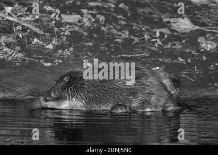 Il caster eurasiatico (fibra di Castor) si adducia di notte mentre uno dei loro kit nuota nelle vicinanze, River Otter, Devon, UK, luglio. Parte di Devon Wild Foto Stock