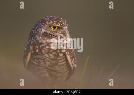 Gufo da burrowing (Athene cunicularia), Florida, USA, gennaio. Foto Stock