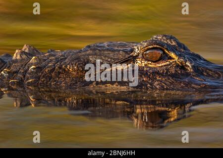 Alligatore americano (alligatore missisippiensis) dettaglio dell'occhio, Everglades, USA, gennaio. Foto Stock