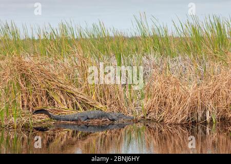 Alligatore americano (alligatore missisippiensis) prendere il sole sulla riva del mare, Everglades, USA, gennaio. Foto Stock