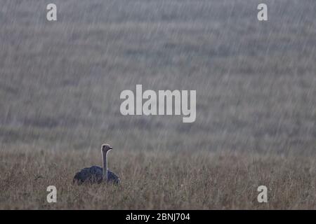 Struzzo (Struthio camelus) femmina seduta in pianura durante la pioggia pesante, Masai Mara National Reserve, Kenya Foto Stock