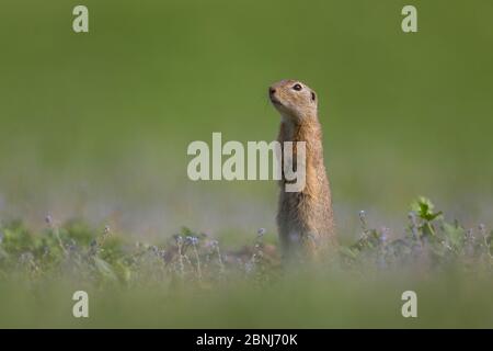 Scoiattolo europeo a terra (Spermophilus citellus) allerta in piedi per adulti, Lago Neusiedl, Austria, aprile. Foto Stock