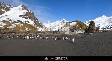 Colonia di re pinguini (Atenodytes patagonicus) di fronte alle montagne innevate, a destra Whale Bay, a sud Georgia Island, Antartico, Polar regioni Foto Stock