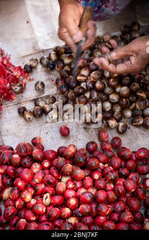 Particolare di una donna che separa il macis dalle noci moscate, banda, Maluku, Isole delle spezie, Indonesia, Sud-Est asiatico, Asia Foto Stock