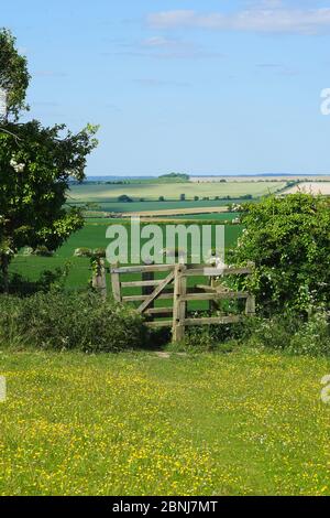 Porta in un prato a Wallington Foto Stock