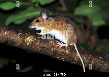Mouse di legno (Apodemus sylvaticus) che arrampica in siepe, Dorset, UK agosto