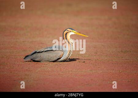 Airone viola (Ardea purea) seduto a terra, Santuario degli uccelli Marievale, Provincia di Gauteng, Sudafrica, agosto. Foto Stock