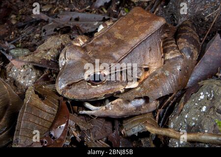 Rana della giungla Smoky (Leptodactylus savageii / pentadactylus) questa rana enorme può raggiungere fino a 185mm e mangerà mammiferi, Osa Peninsula, Costa Rica Foto Stock