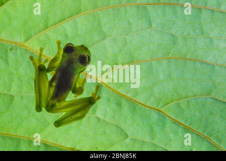 Vetro giallo-flecked (Sachatamia albomaculata) retroilluminato per mostrare il corpo altamente traslucido, Osa Peninsula, Costa Rica Foto Stock