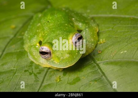 Ritratto di vetrata gialla (Sachatamia albomaculata), Penisola di Osa, Costa Rica. Foto Stock