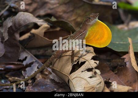 Golfo dulce / anole a scala molti (Norops / Anolis polylepis) segnali maschili ad altri membri della sua specie, facendo lampeggiare una sezione di sk dai colori vivaci Foto Stock