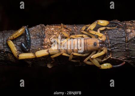 Scorpione di corteccia (Centruroides limbatus) ai piedi dei Caraibi centrali, Costa Rica Foto Stock