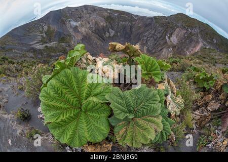 Ombrello di Poor Man (Gunnera insignis) che cresce intorno al bordo della caldera del Vulcano Irazu, Costa Rica Foto Stock