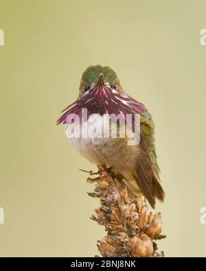 Calliope Hummginbird, El Dorado County California Foto Stock