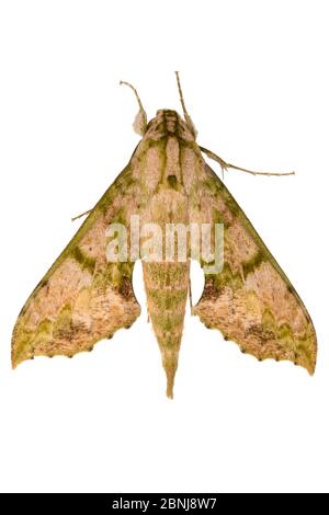 La falena Sphinx (Sphingidae) fotografata su sfondo bianco in studio mobile, la catena montuosa della Cordillera de Talamanca, le piste caraibiche, Costa Ri Foto Stock