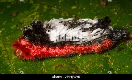 Tappeto di Shag caterpillar (Prothysana sp) coperto di peli urticanti difensivi, colline dei Caraibi centrali, Costa Rica Foto Stock