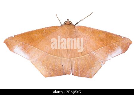 Moth (Herbita sp) fotografato su sfondo bianco in studio mobile. Catena montuosa della Cordillera de Talamanca, pendii caraibici, Costa Rica. Foto Stock